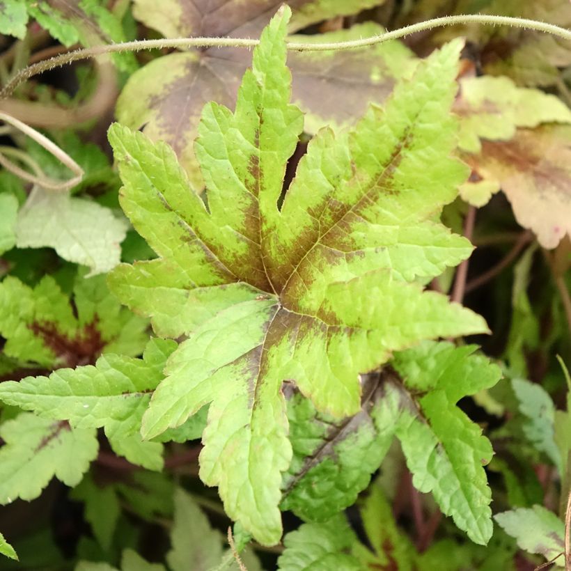Tiarelle Sugar and Spice (Foliage)