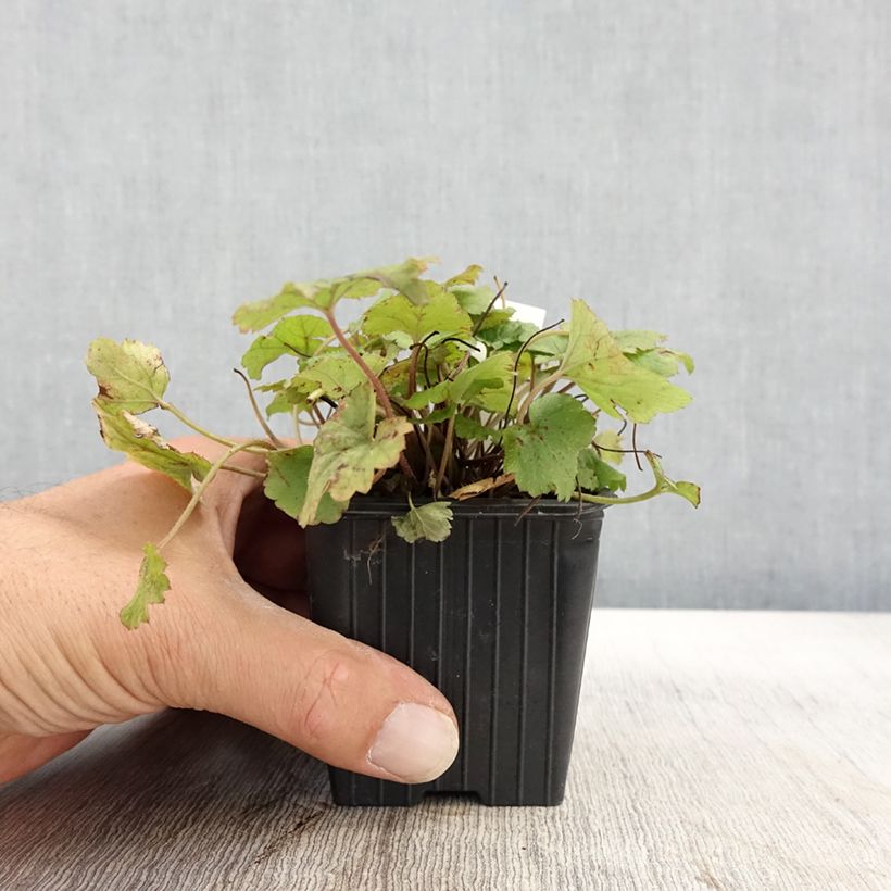 Example of Tiarelle - Tiarella Tiger Stripe Godet de 8/9 cm as you get in automne