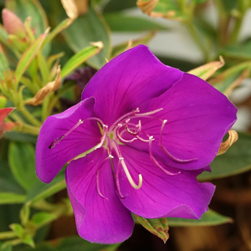 Tibouchina Groovy baby - Tibouchina nain (Flowering)