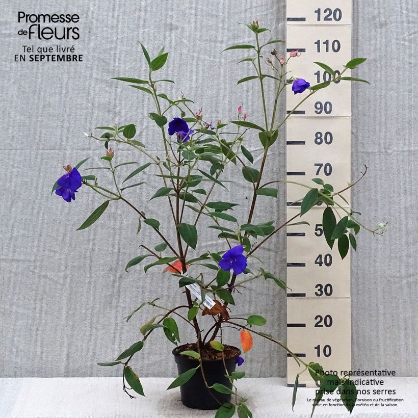 Example of Tibouchina urvilleana Edwardsii Pot de 3L/4L as you get in automne