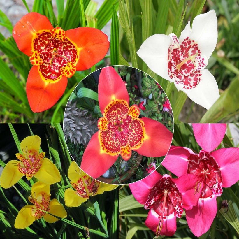 Tigridia pavonia en mélange - Oeil de Paon (Flowering)