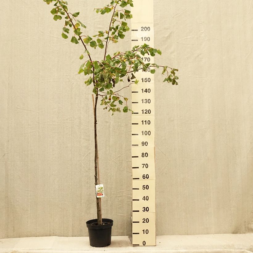 Example of Tilia cordata Winter Orange - Tilleul à petites feuilles Pot de 7,5L/10L, Tige as you get in ete