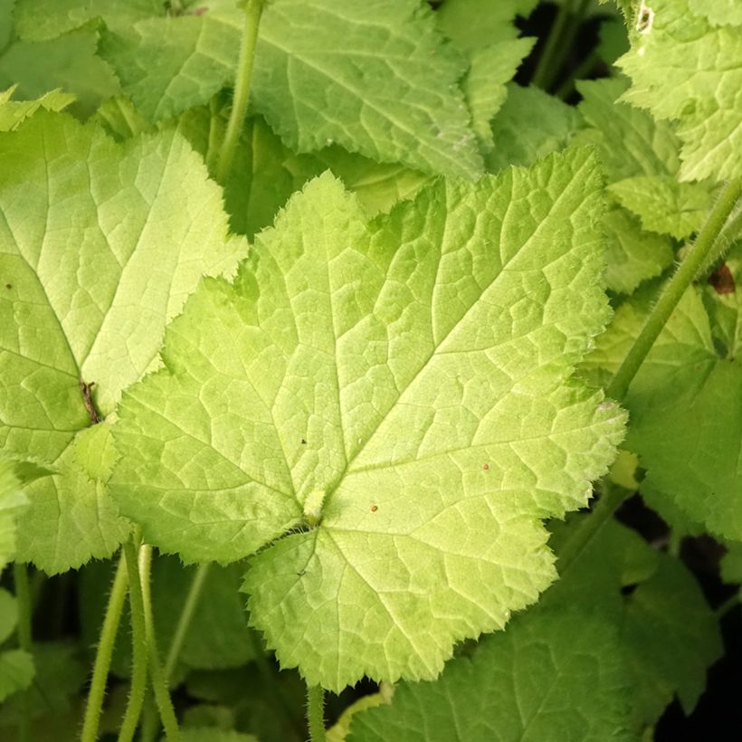 Tolmiea menziesii Cool Gold - Tolmie de Menzies - La poule et ses poussins (Foliage)