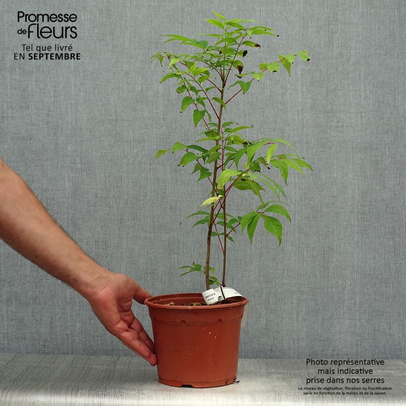 Example of Toona sinensis Flamingo - Acajou de Chine Pot de 2L/3L as you get in automne