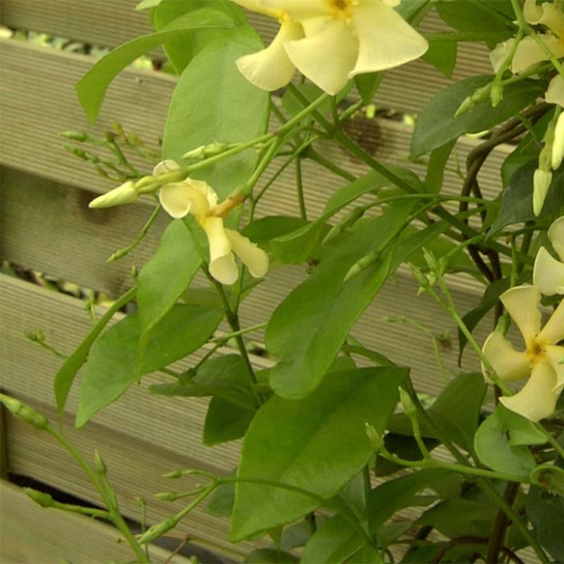 Trachelospermum asiaticum - Faux jasmin jaune (Foliage)