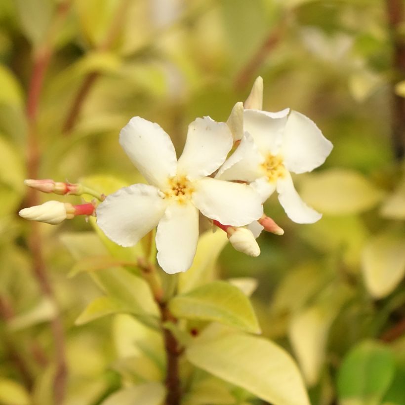 Trachelospermum asiaticum Golden Memories (Flowering)