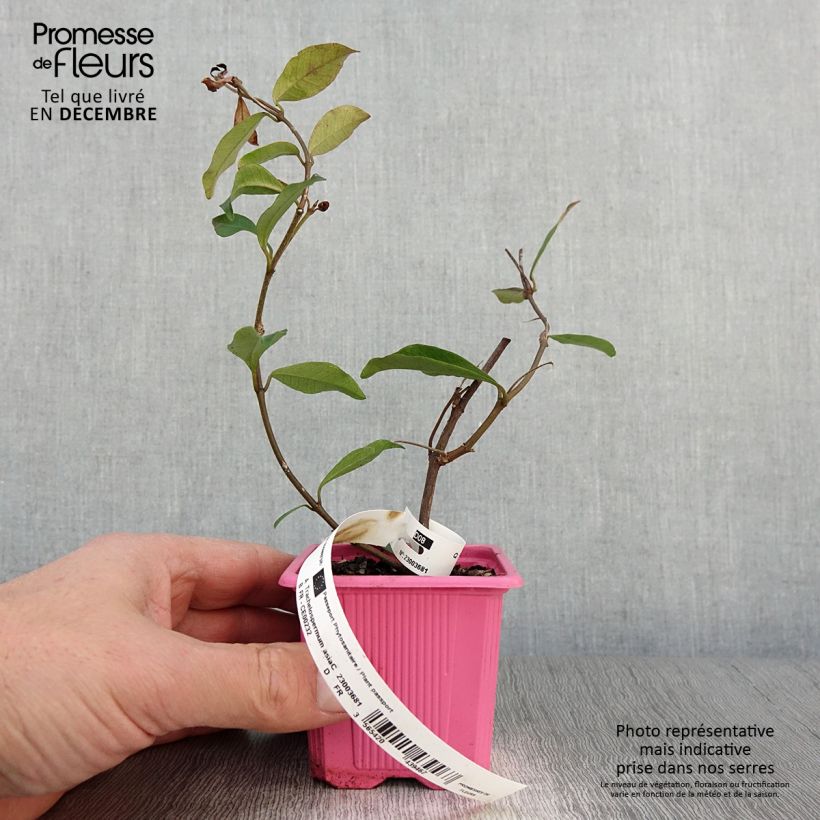 Example of Trachelospermum asiaticum Pink Showers - Jasmin étoilé Godet de 8/9 cm as you get in automne