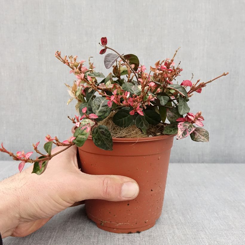 Example of Trachelospermum asiaticum Tricolor - Jasmin étoilé panaché Pot de 1,5L/2L as you get in hiver
