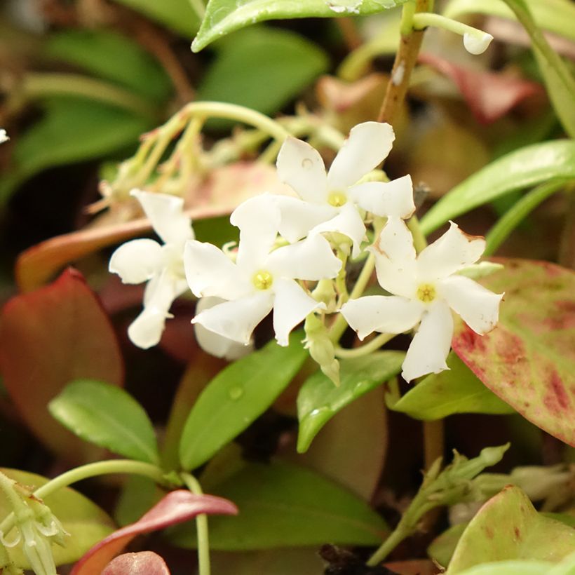 Trachelospermum jasminoides Winter Ruby - Jasmin étoilé (Flowering)