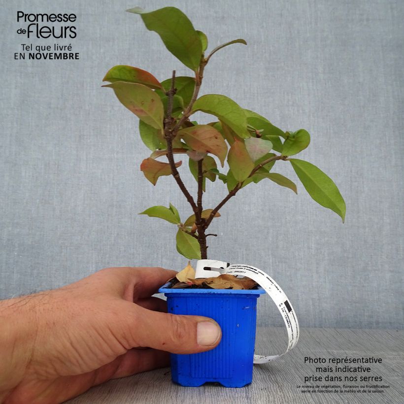 Example of Trachelospermum jasminoides Winter Ruby - Jasmin étoilé Godet de 8/9 cm as you get in automne