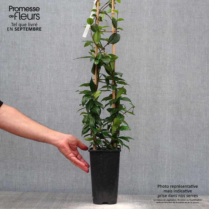 Example of Trachelospermum jasminoides Winter Ruby - Jasmin étoilé Pot de 2L/3L as you get in automne