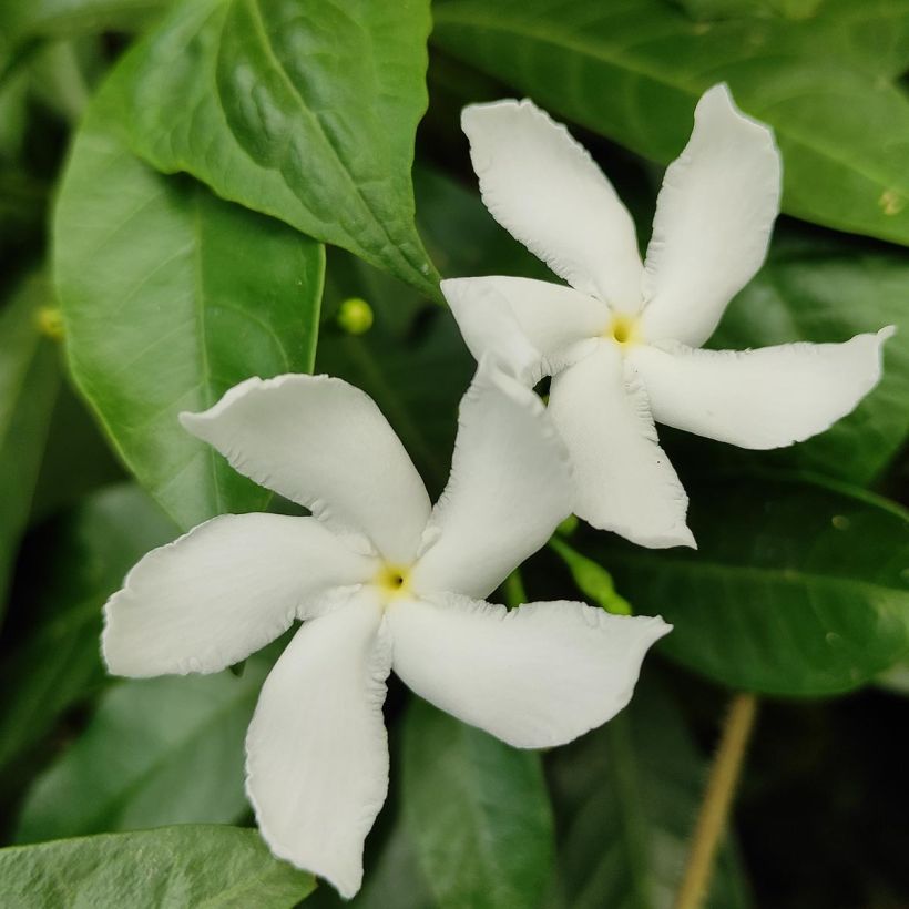 Jasmin étoilé - Trachelospermum jasminoïdes Star Of Venice (Flowering)