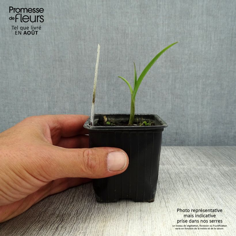 Example of Tradescantia andersoniana Domaine de Courson Godet de 8/9 cm as you get in ete