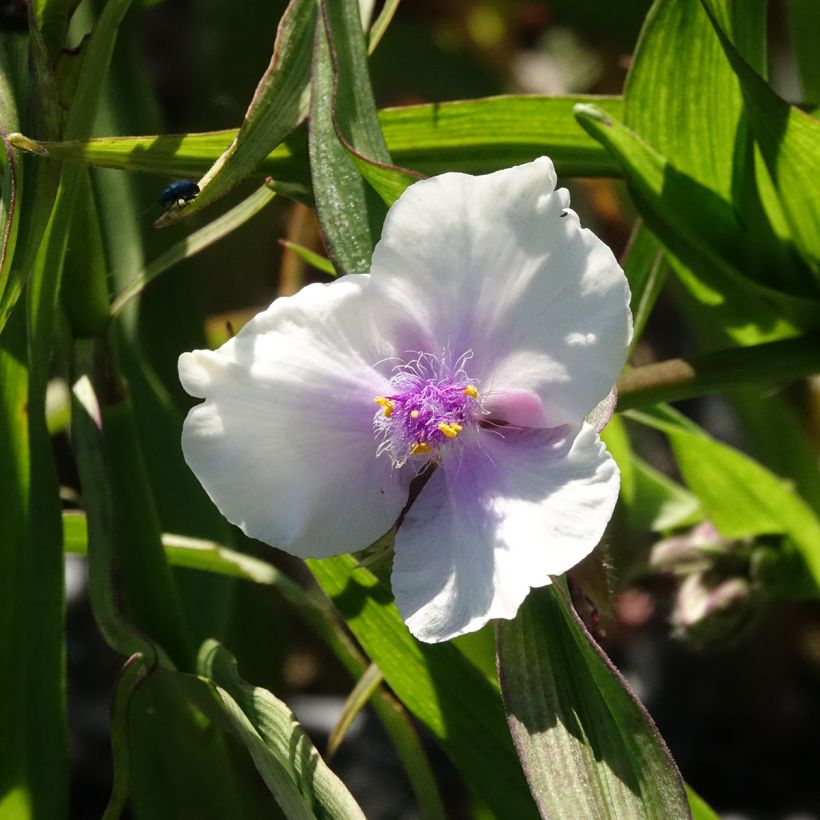 Tradescantia andersoniana Domaine de Courson (Flowering)