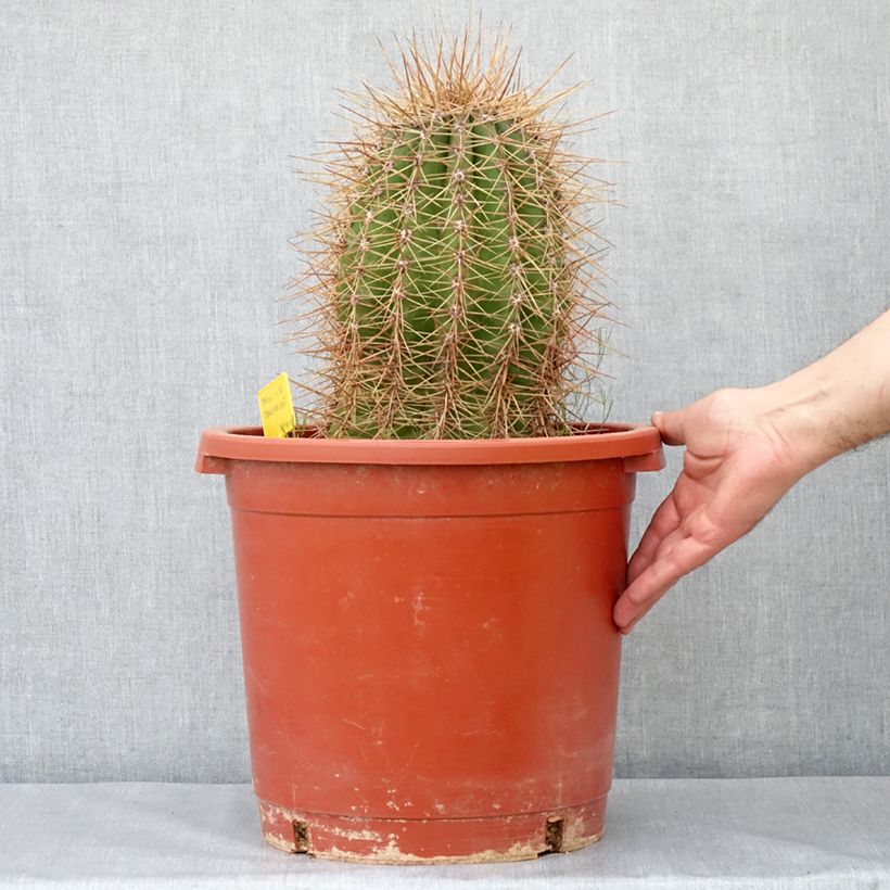 Example of Trichocereus terscheckii - Cactus cierge Pot de 12L/15L as you get in automne