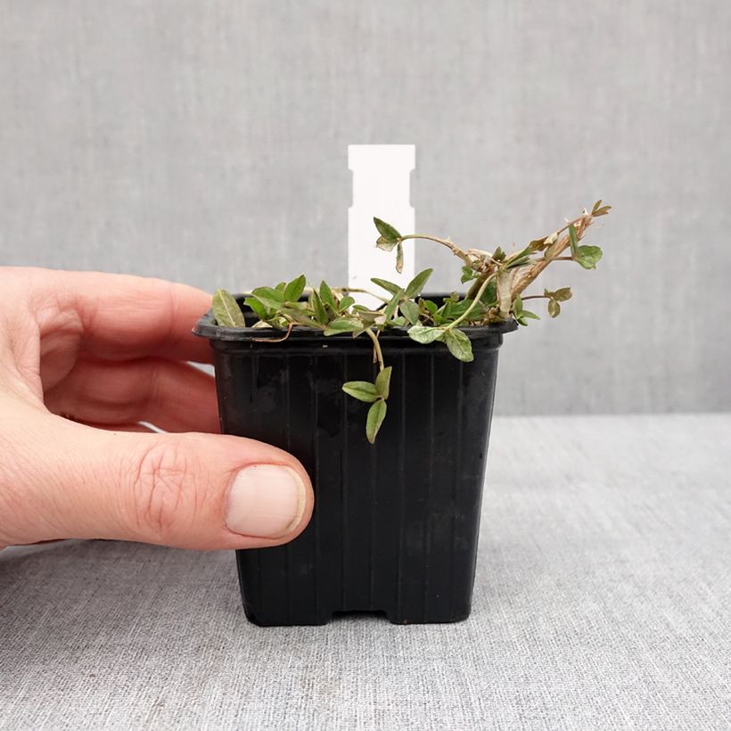 Example of Trifolium fragiferum - Trèfle porte-fraise Godet de 8/9 cm as you get in hiver