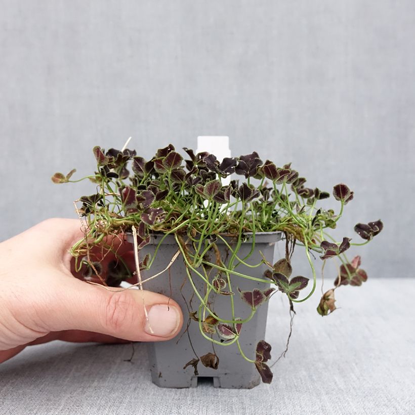 Example of Trifolium repens Dark Debbie - Trèfle Godet de 8/9 cm as you get in hiver