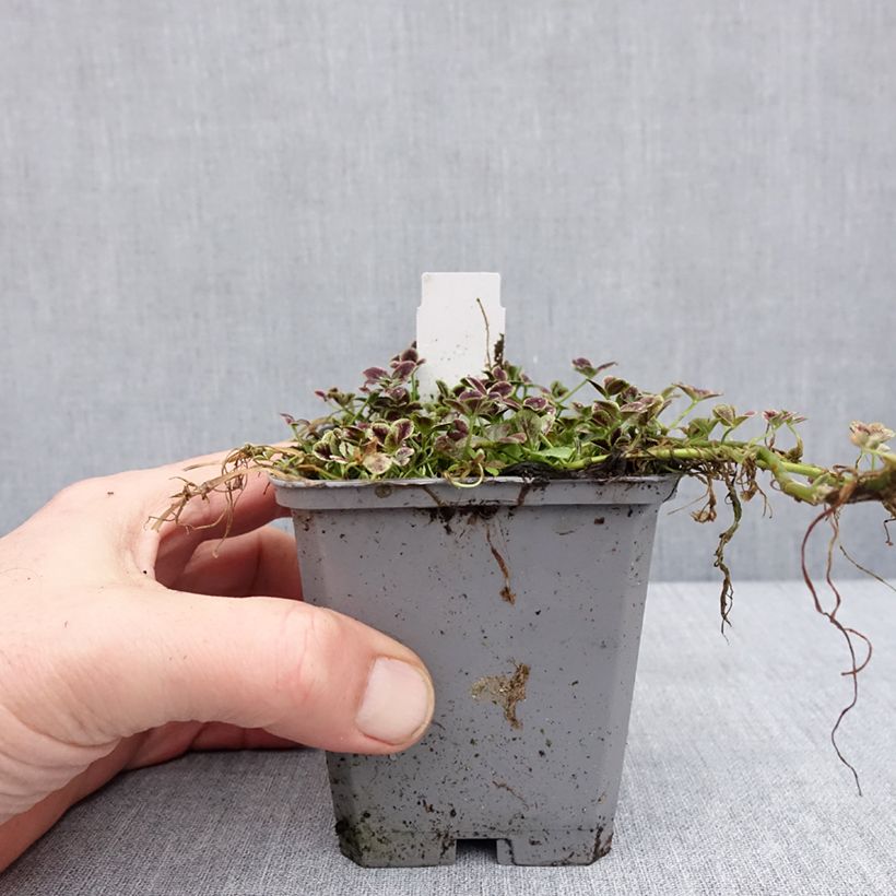 Example of Trifolium repens Estelle - Trèfle Godet de 8/9 cm as you get in hiver