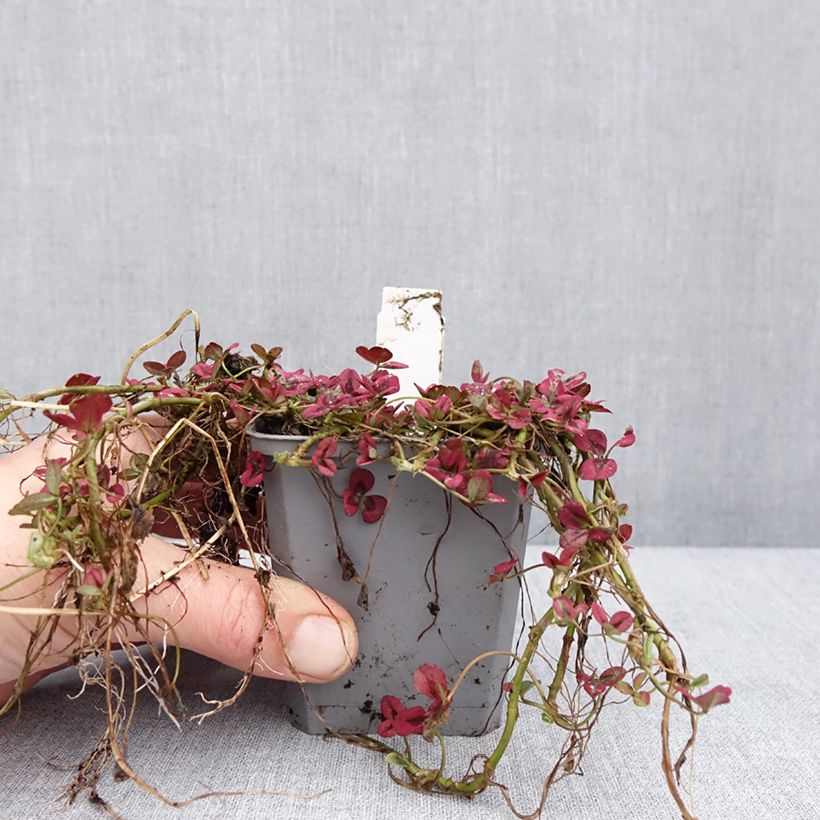 Example of Trifolium repens Isabella - Trèfle Godet de 8/9 cm as you get in hiver