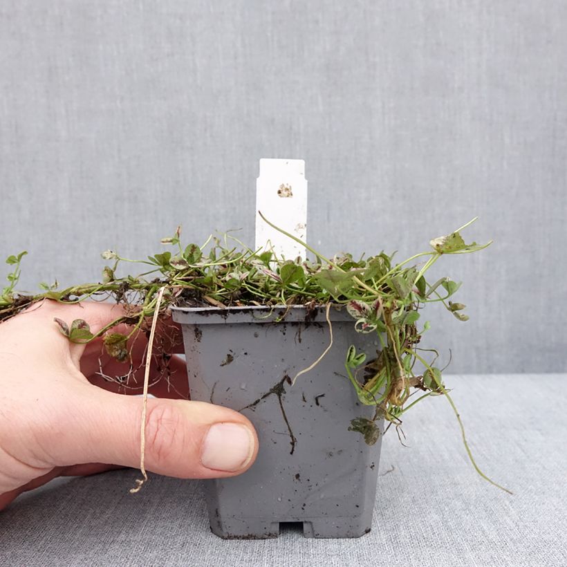 Example of Trifolium repens Sweet Mike - Trèfle Godet de 8/9 cm as you get in hiver