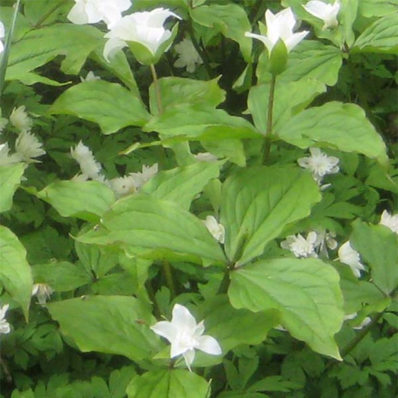 Trillium grandiflorum Flore Pleno - Trille blanc à fleurs doubles   (Foliage)