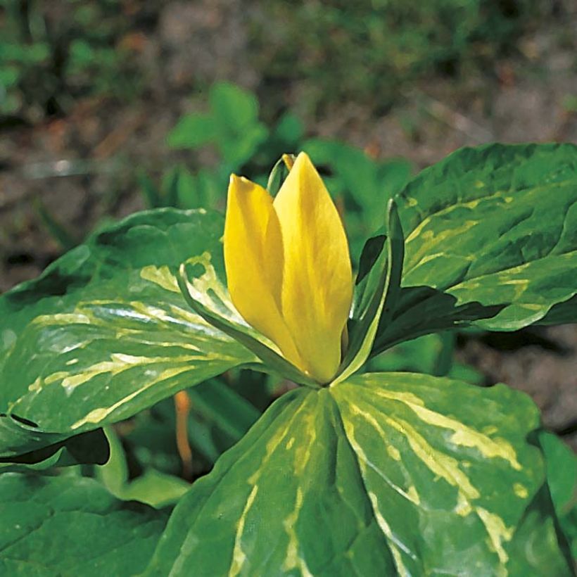 Trillium luteum - Trille à fleurs jaunes Bulbes (Flowering)