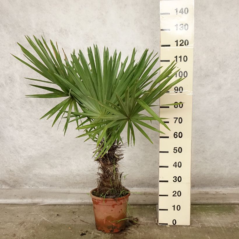 Example of Trithrinax campestris - Palmier trident Pot de 7,5L/10L as you get in automne