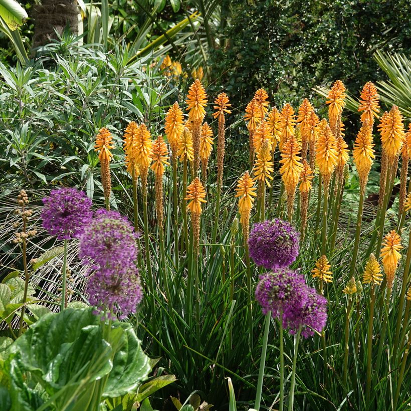 Tritoma - Kniphofia Mango Popsicle (Plant habit)