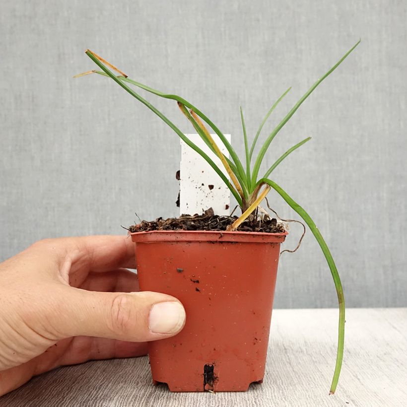 Example of Tritoma - Kniphofia Mango Popsicle Godet de 8/9 cm as you get in automne