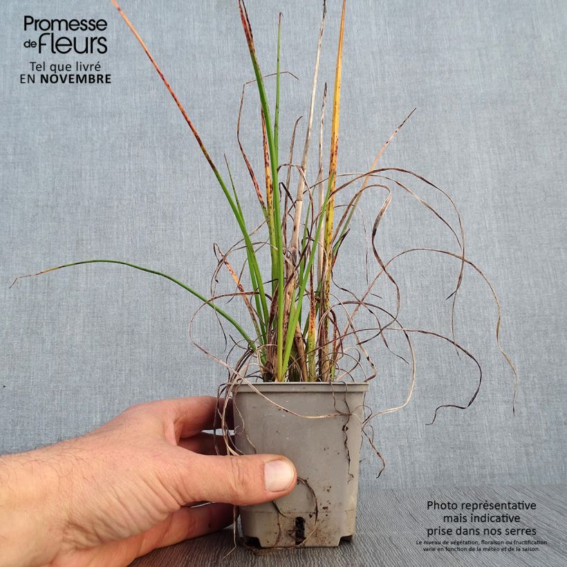 Example of Tritoma - Kniphofia Pineapple Popsicle Godet de 8/9 cm as you get in automne