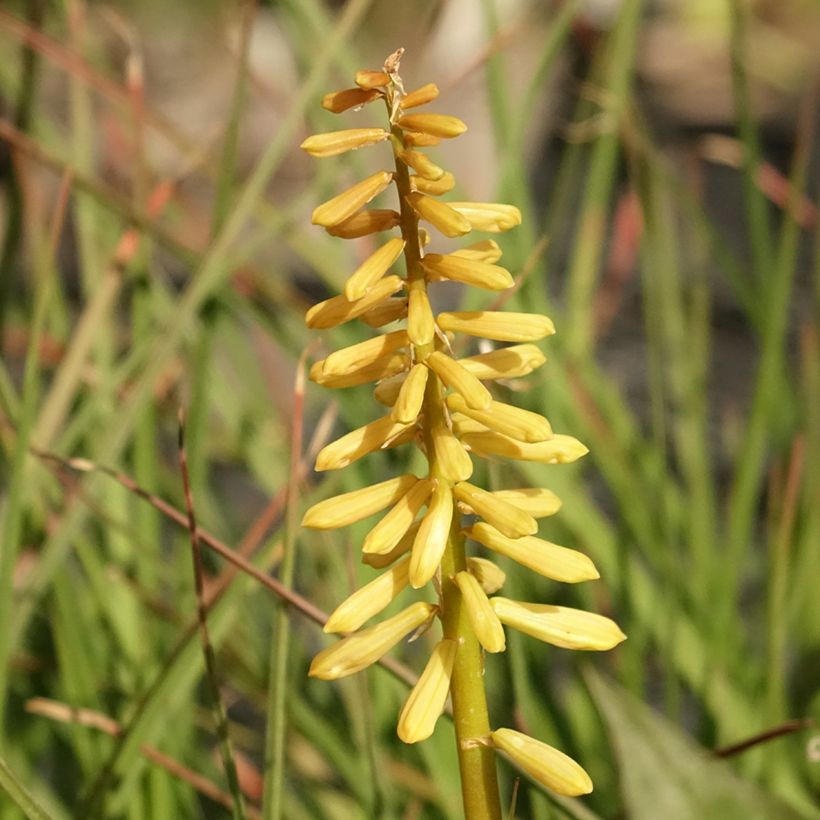 Tritoma - Kniphofia Pineapple Popsicle (Flowering)