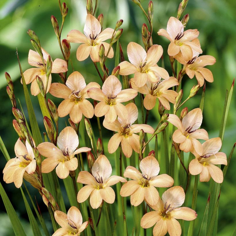 Tritonia laxifolia - Montbretia laxifolia (Flowering)