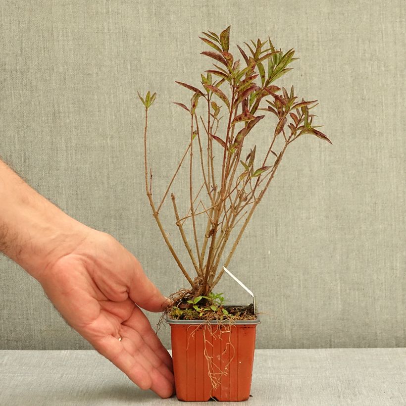 Example of Troène commun - Ligustrum vulgare Lodense Godet de 8/9 cm as you get in ete