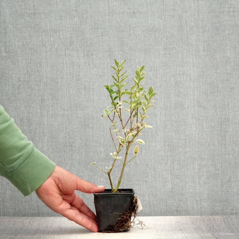 Example of Troène de Californie Argenteum - Ligustrum ovalifolium Godet de 8/9 cm as you get in ete