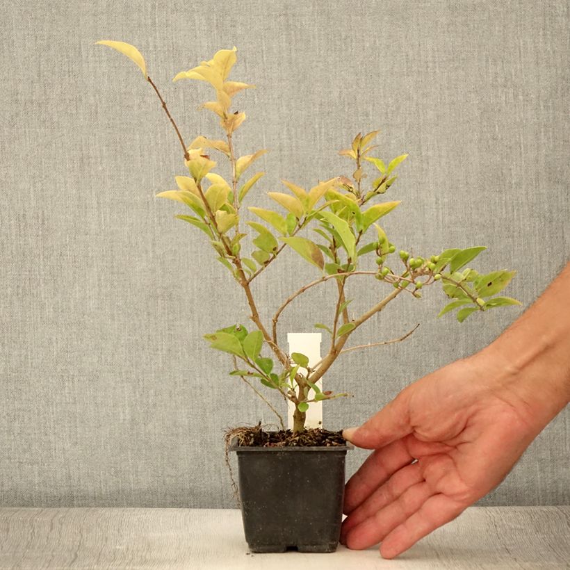 Example of Troène doré - Ligustrum vicaryi  Godet de 8/9 cm as you get in ete