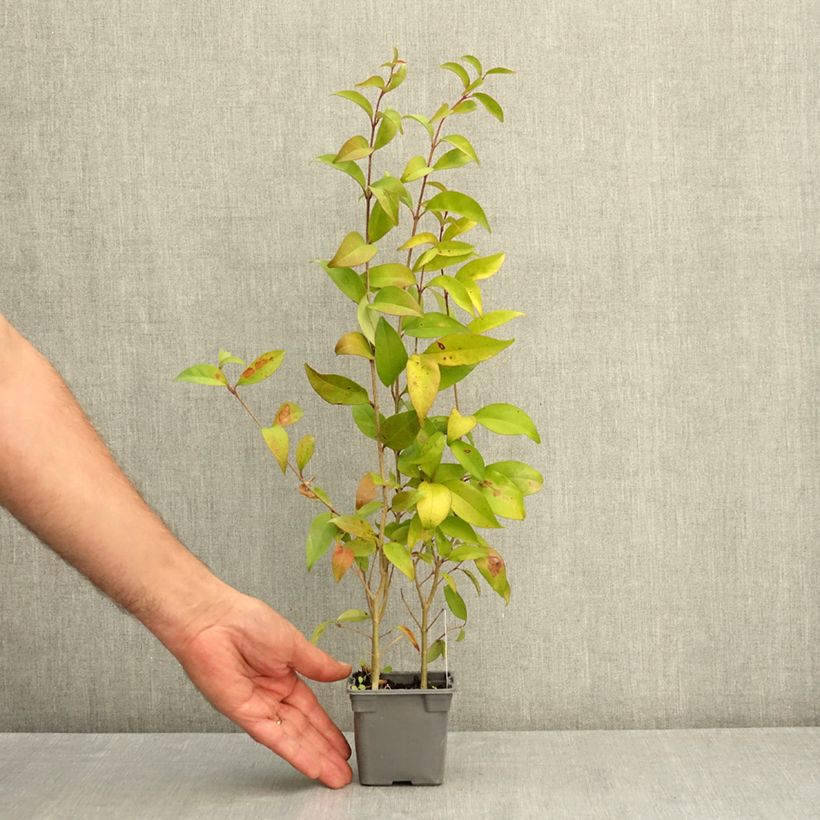 Example of Troène du Japon - Ligustrum japonicum Godet de 8/9 cm as you get in ete