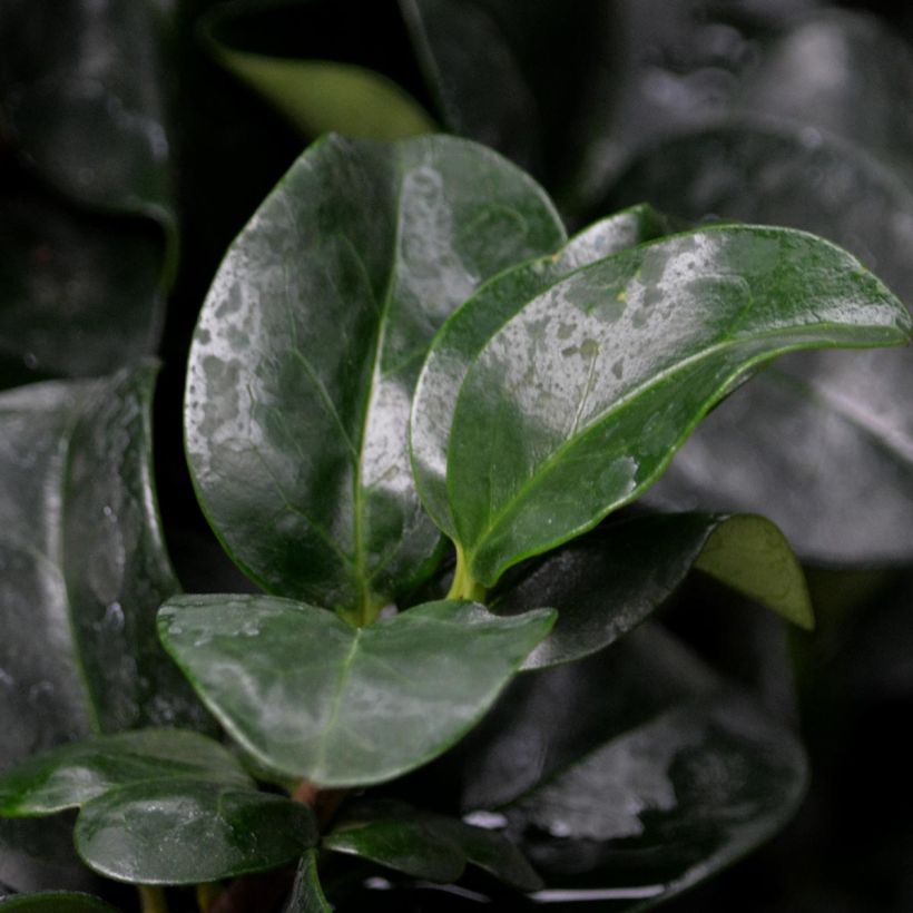 Troène du Japon - Ligustrum japonicum Rotundifolium (Foliage)