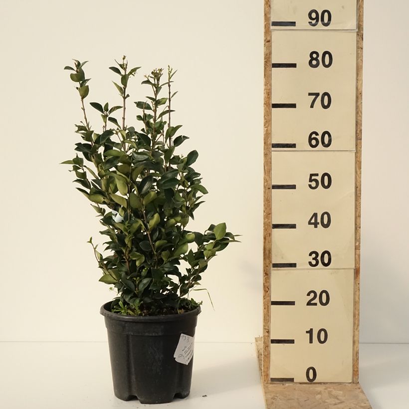 Example of Troène du Texas - Ligustrum japonicum Texanum Pot de 7,5L/10L as you get in hiver
