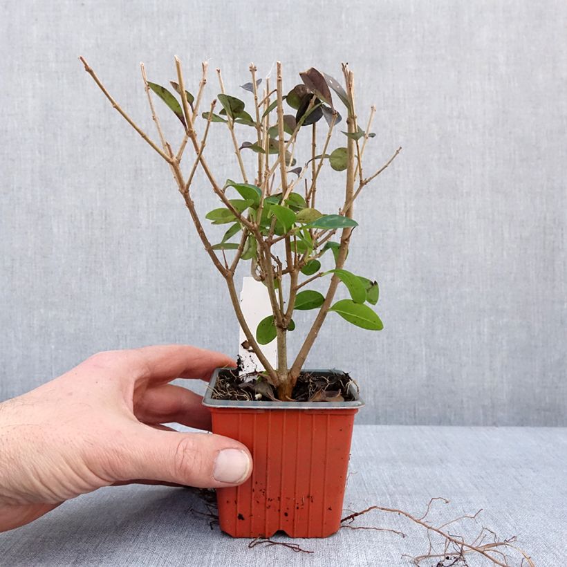 Example of Troène - Ligustrum ovalifolium Godet de 8/9 cm as you get in hiver