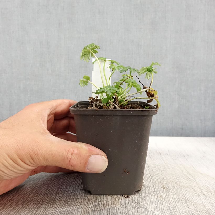 Example of Trolle nain - Trollius pumilus Godet de 8/9 cm as you get in automne