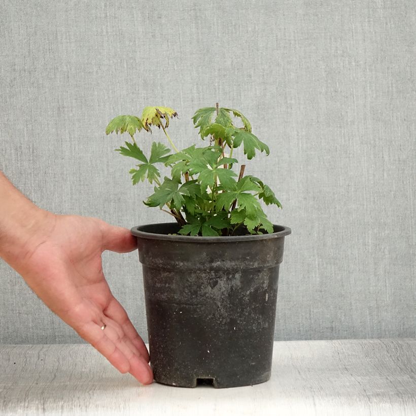 Example of Trolle - Trollius chinensis Golden Queen Pot de 2L/3L as you get in ete