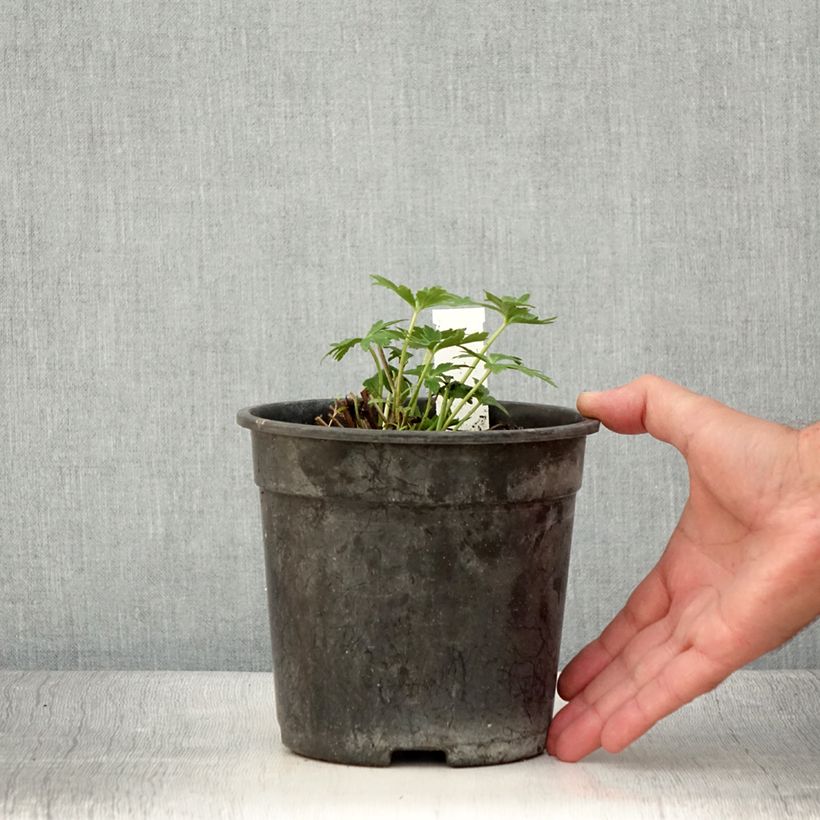Example of Trolle - Trollius cultorum Cheddar Pot de 2L/3L as you get in ete