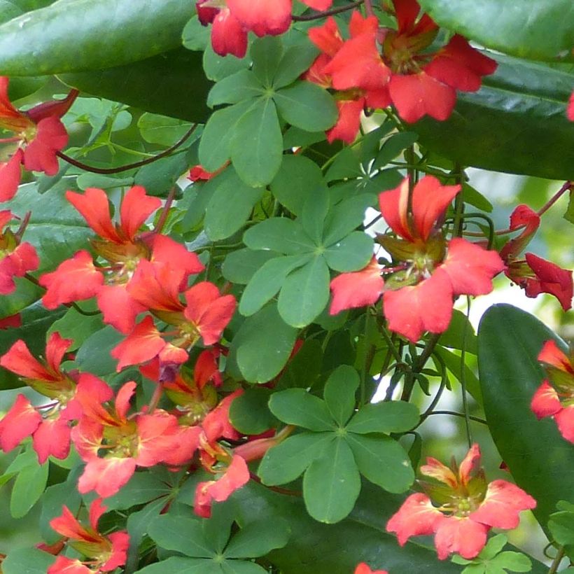 Capucine - Tropaeolum speciosum (Foliage)