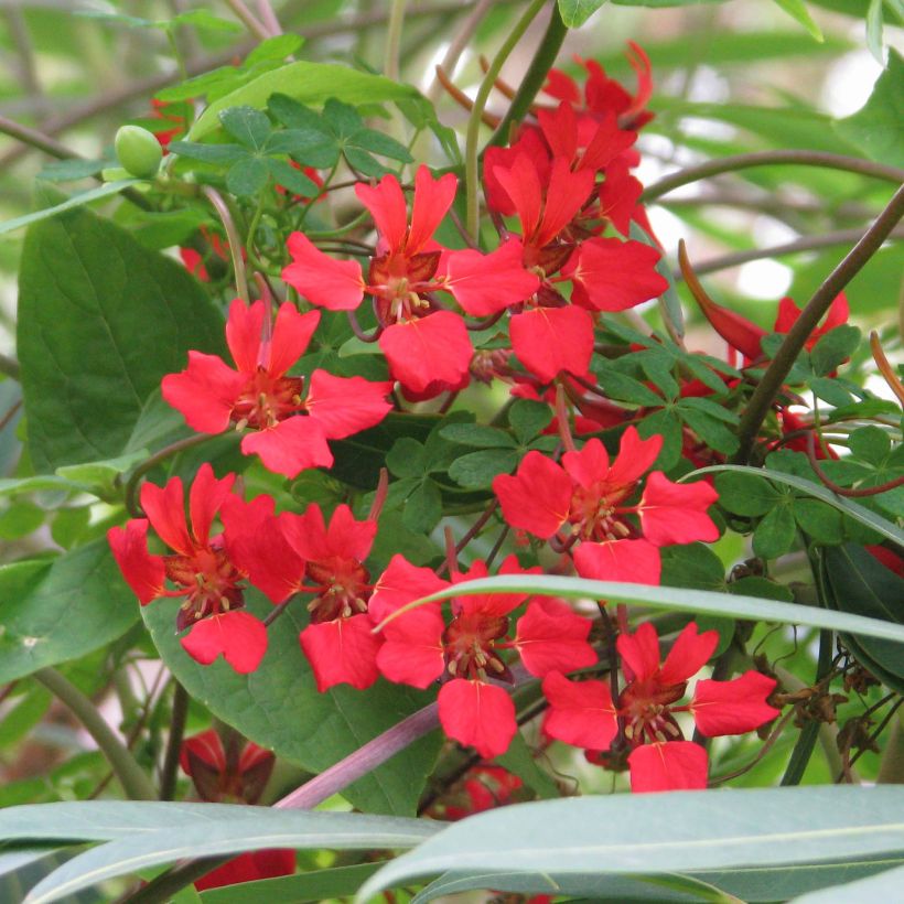Capucine - Tropaeolum speciosum (Flowering)