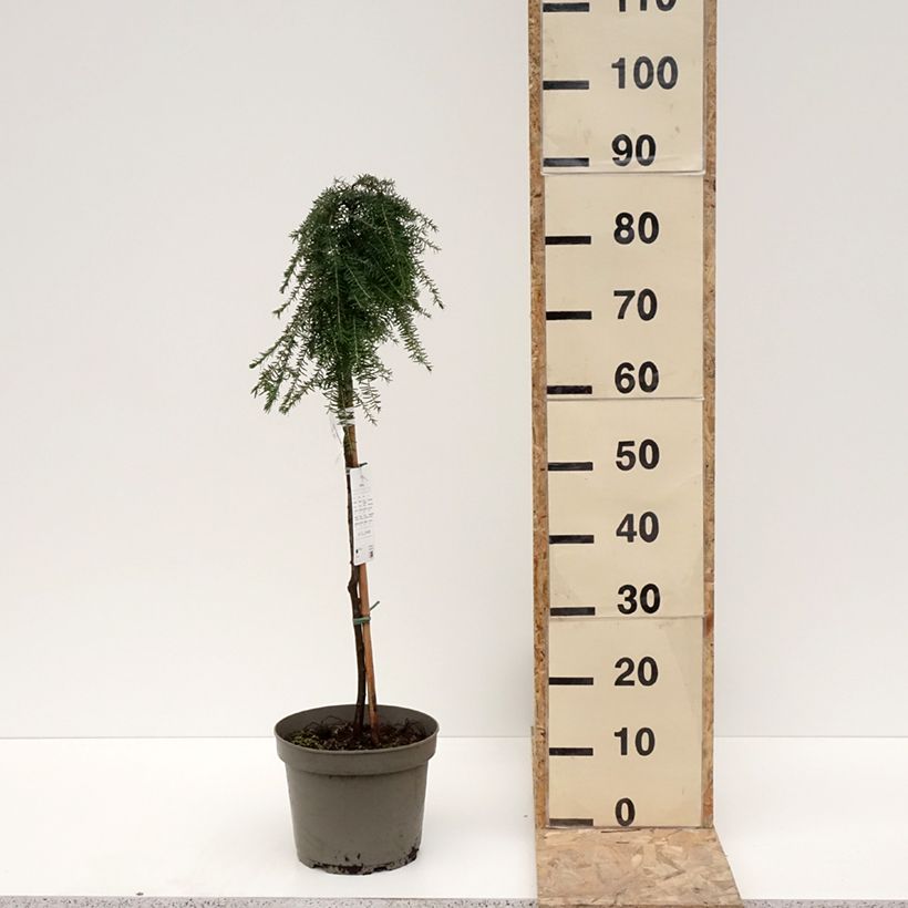 Example of Tsuga heterophylla Thorssen's Weeper - Pruche de l'Ouest Pot de 4L/5L, Tige as you get in hiver