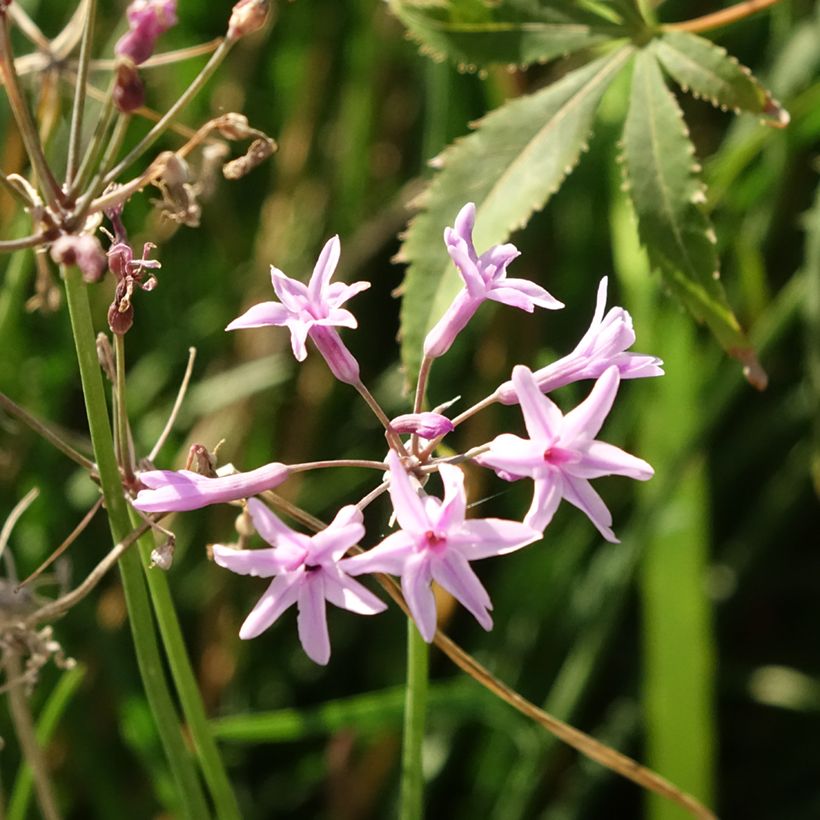 Tulbaghia Dark Star - Tulbaghie (Flowering)