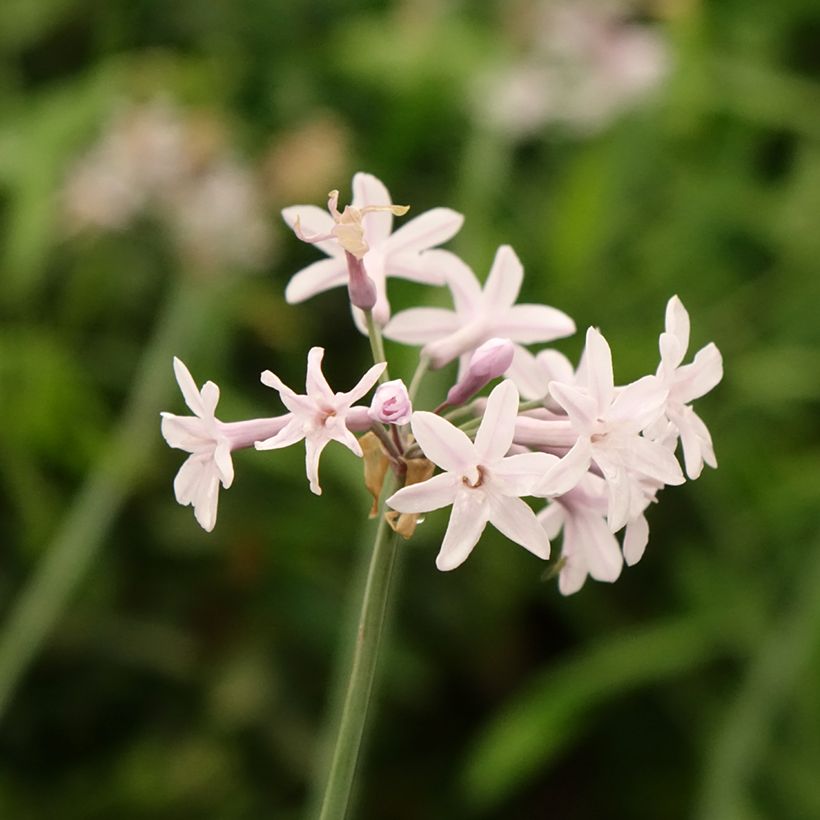 Tulbaghia Fairy Star - Tulbaghie (Flowering)