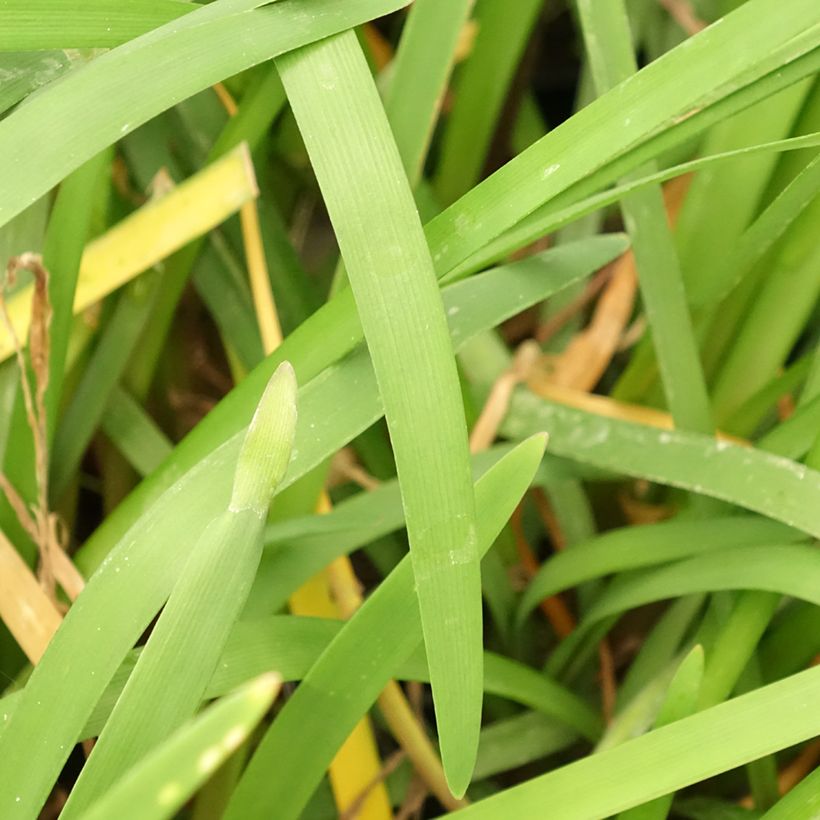 Tulbaghia Himba - Tulbaghie hybride  (Foliage)