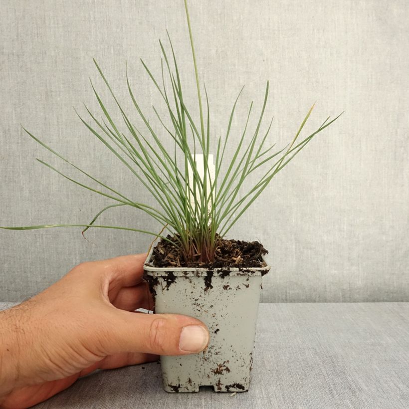 Example of Tulbaghia Purple Eye - Tulbaghie Godet de 8/9 cm as you get in ete