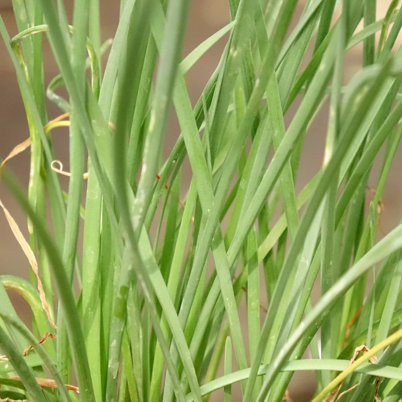 Tulbaghia violacea Ashanti (Foliage)